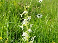 50_Plantathere a deux feuilles_3